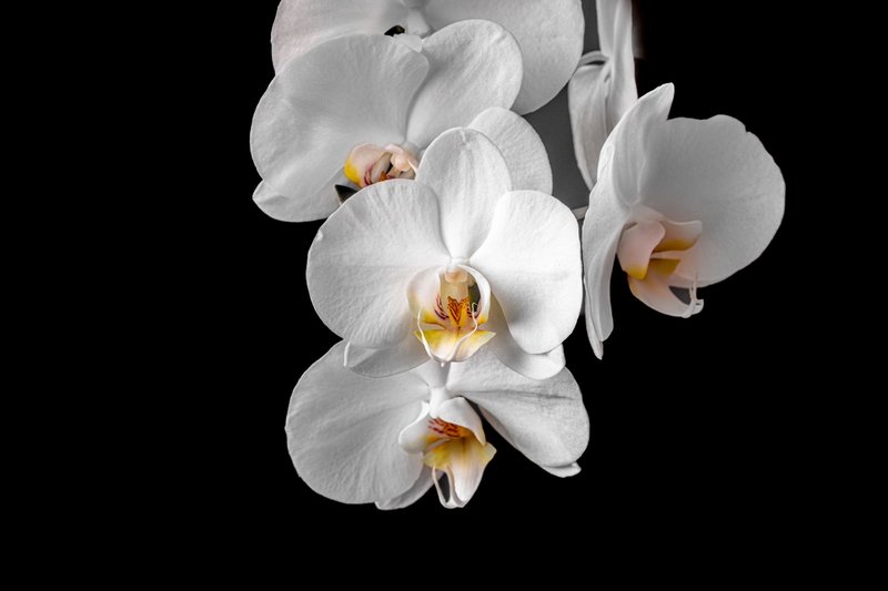 A detailed close-up of elegant white orchids against a black background, showcasing their delicate beauty.