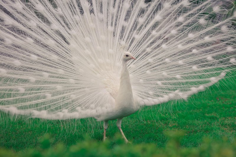 An elegant white peacock displays its stunning tail feathers in a lush green setting.