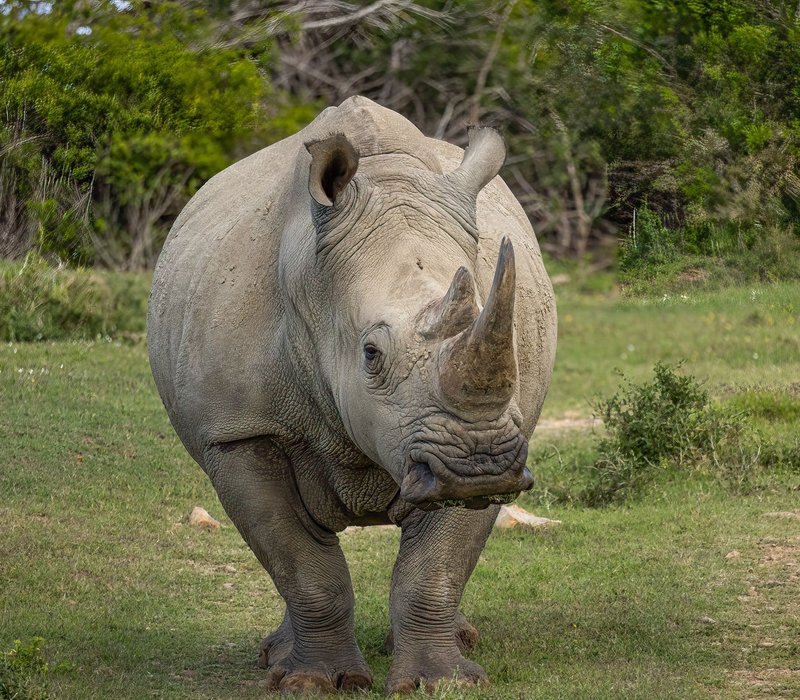 A powerful white rhinoceros grazing in its natural habitat, showcasing its impressive horn.