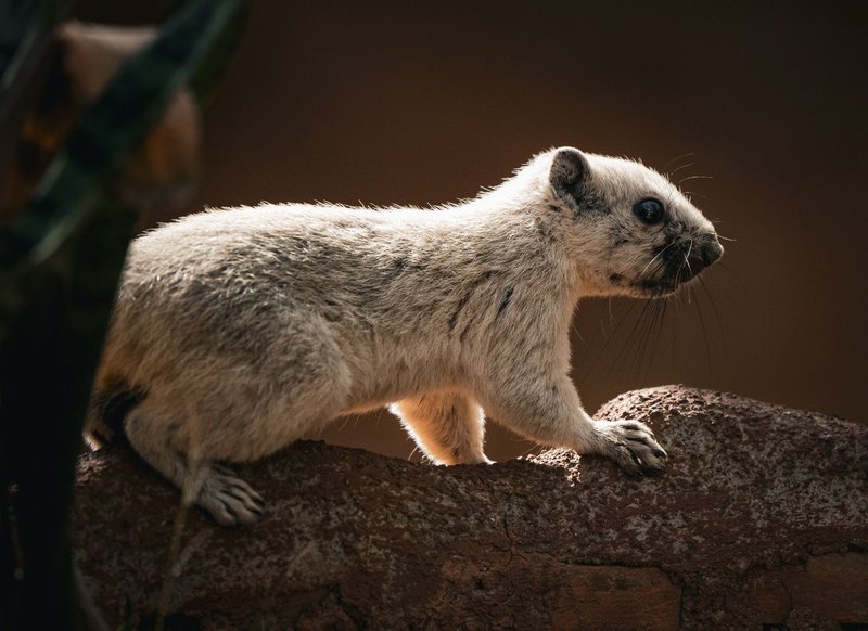 A stunning close-up of a white squirrel on a rock with soft lighting in Thailand.