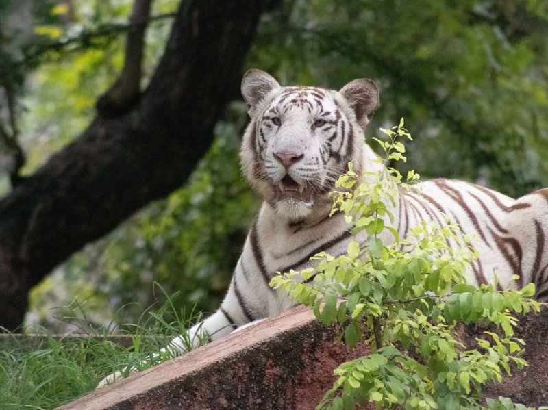 Close-up of a majestic white tiger resting in a vibrant green forest setting.