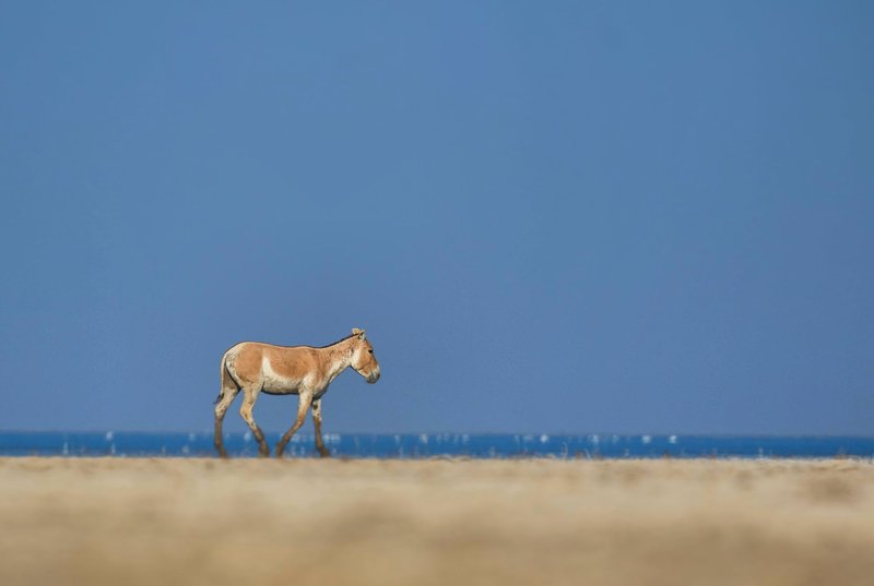 A solitary kulan strolls across an open plain under a bright blue sky.