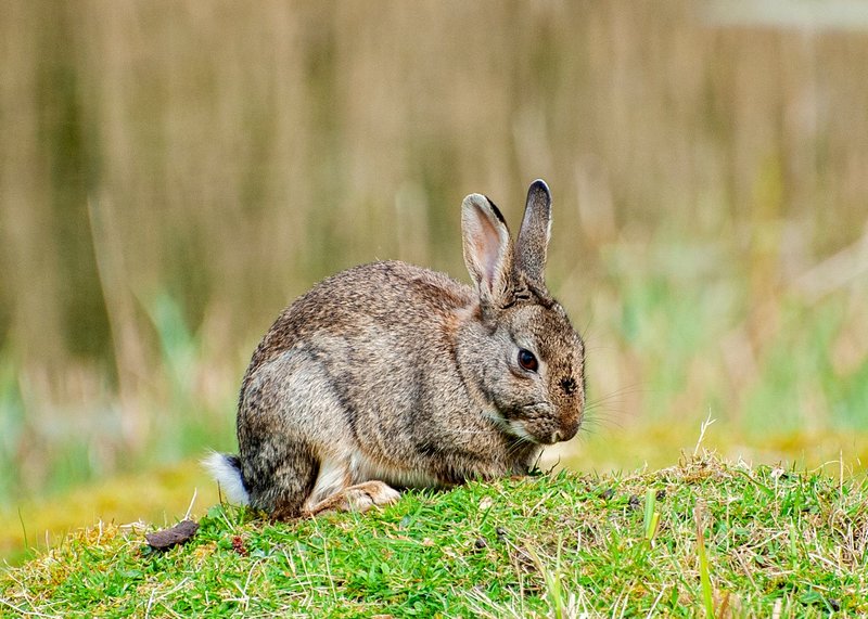 A wild rabbit sitting in a lush green field, captured in a close-up view that highlights its fur.