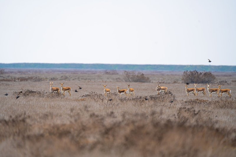 A group of gazelles standing in a wide open savannah landscape under a clear sky.