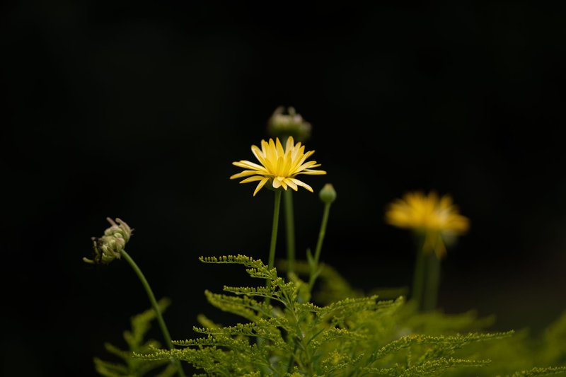 Close-up of vibrant yellow flowers in full bloom amidst lush green leaves, capturing the essence of nature.
