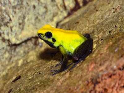 Bicolored poison frog