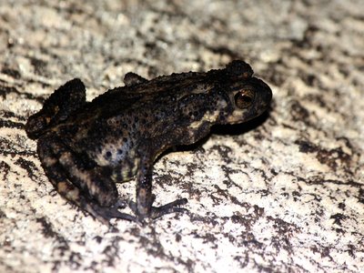 Bufo kotagamai