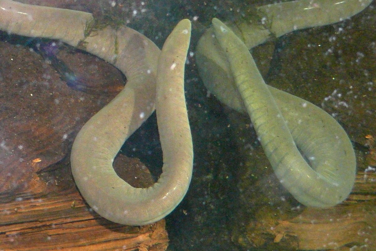 List Of Amphibians That Start With C Flora Fauna Fun List Of Amphibians That Start With C Flora Fauna Fun
