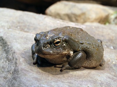 Colorado River Toad