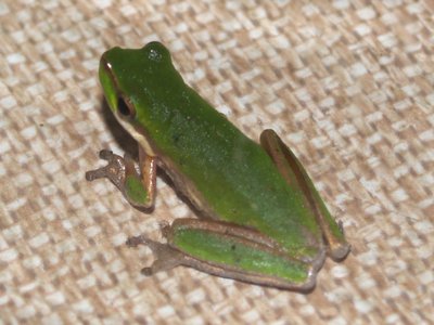 Litoria bicolor
