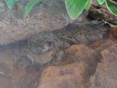 Patagonia Frog