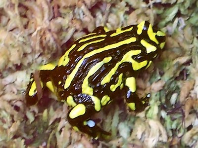 Southern Corroboree Frog