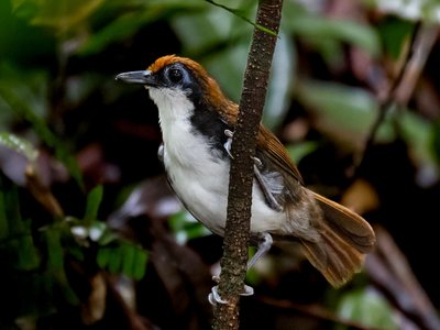 Bicolored Antbird