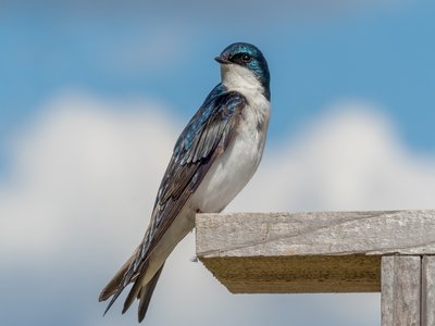 Tachycineta bicolor