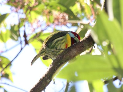 Versicolored Barbet