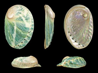 Abalone