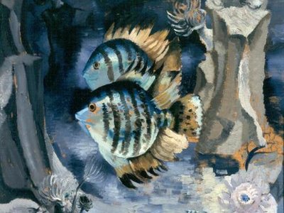 Aberdeen Angelfish