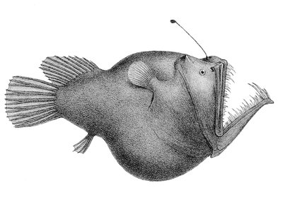 Abyssal Anglerfish