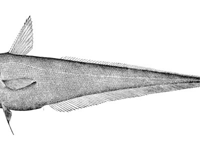 Abyssal Grenadier