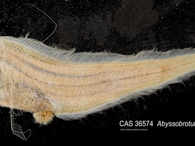 Abyssobrotula