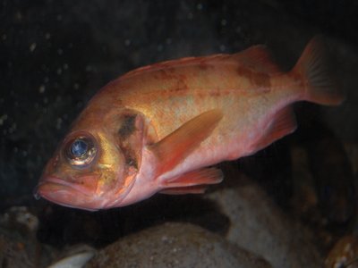 Acadian Redfish