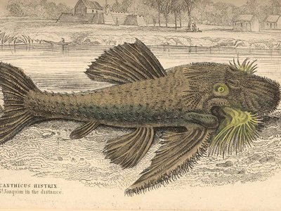Acanthicus Hystrix