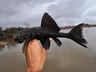 Acanthicus