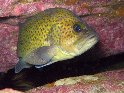 Acanthistius