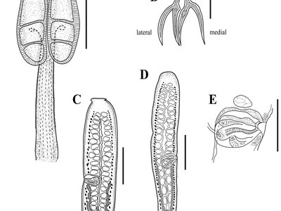 Acanthobothrium