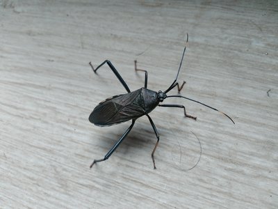 Acanthocephala