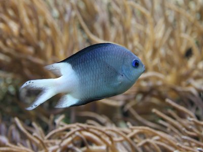 Acanthochromis