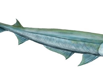 Acanthodes