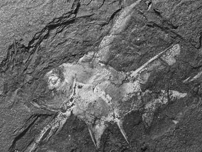 Acanthodians