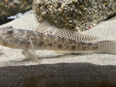 Acanthogobius