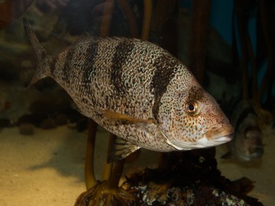 Acantholatris