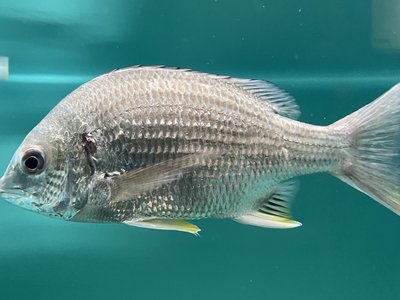 Acanthopagrus