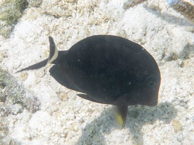 Acanthurus Auranticavus