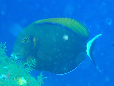 Acanthurus Bariene