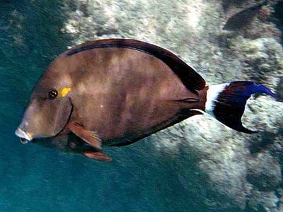 Acanthurus Blochii