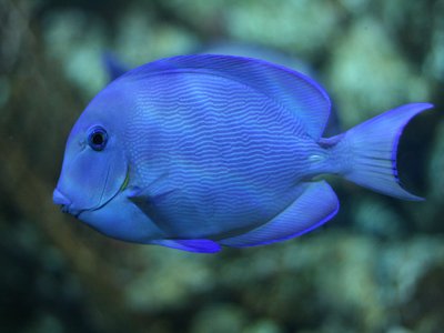 Acanthurus Coeruleus
