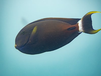 Acanthurus Fowleri