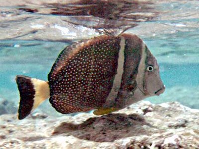 Acanthurus Guttatus