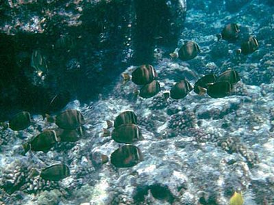 Acanthurus Leucopareius