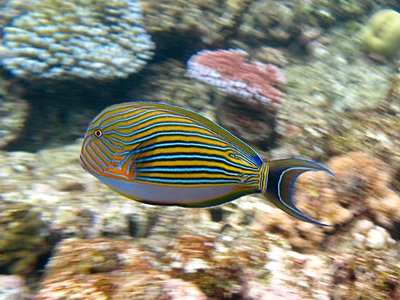Acanthurus Lineatus