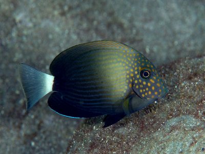 Acanthurus Maculiceps