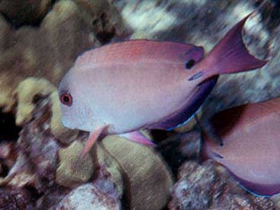 Acanthurus Nigrofuscus