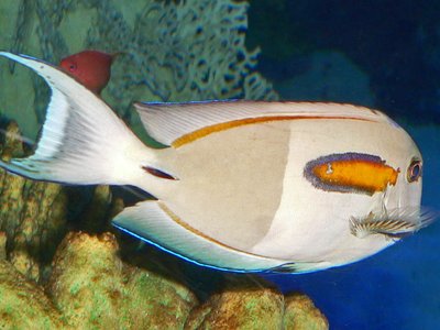 Acanthurus Olivaceus