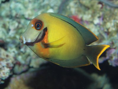 Acanthurus Pyroferus