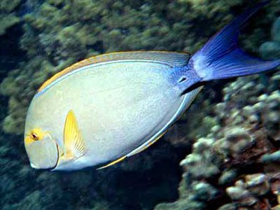 Acanthurus Xanthopterus