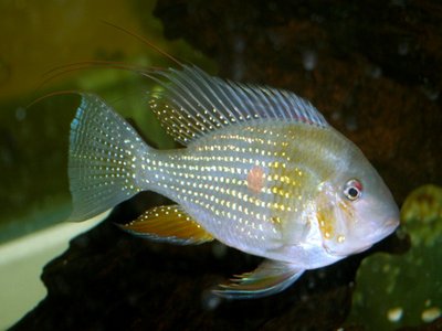 Acarichthys